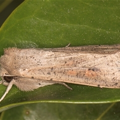 Mythimna (Pseudaletia) convecta at Melba, ACT - 22 Oct 2024 11:17 PM