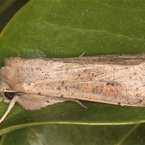 Mythimna (Pseudaletia) convecta at Melba, ACT - 22 Oct 2024