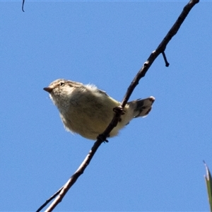 Smicrornis brevirostris at Bruce, ACT - 16 Oct 2024 09:35 AM