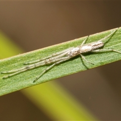 Tetragnatha demissa (Crouching Long-jawed Spider) at Bruce, ACT - 16 Oct 2024 by AlisonMilton