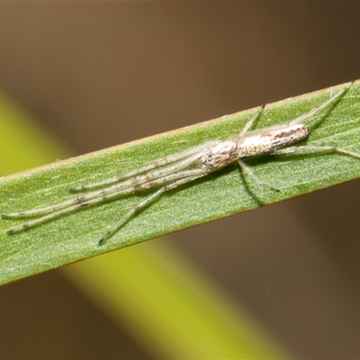 Tetragnatha demissa (Crouching Long-jawed Spider) at Bruce, ACT - 16 Oct 2024 by AlisonMilton