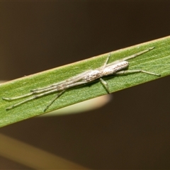 Tetragnatha demissa at Bruce, ACT - 16 Oct 2024 10:20 AM