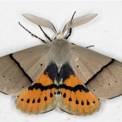 Gastrophora henricaria (Fallen-bark Looper, Beautiful Leaf Moth) at Melba, ACT - 22 Oct 2024 by kasiaaus