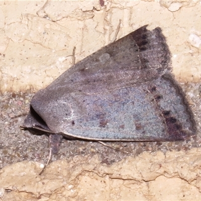 Pantydia sparsa (Noctuid Moth) at Wanniassa, ACT - 24 Oct 2024 by JohnBundock