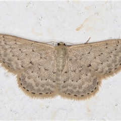 Idaea philocosma (Flecked Wave) at Melba, ACT - 22 Oct 2024 by kasiaaus