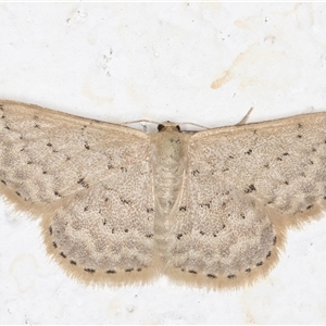 Idaea philocosma at Melba, ACT - 22 Oct 2024 11:22 PM