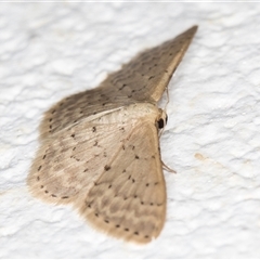 Idaea philocosma at Melba, ACT - 22 Oct 2024 11:22 PM