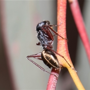 Camponotus suffusus at Bruce, ACT - 16 Oct 2024 09:29 AM