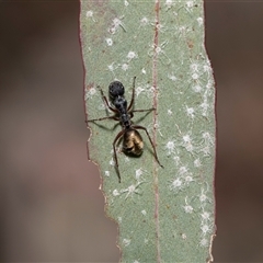 Glycaspis sp. (genus) at Bruce, ACT - 16 Oct 2024 by AlisonMilton
