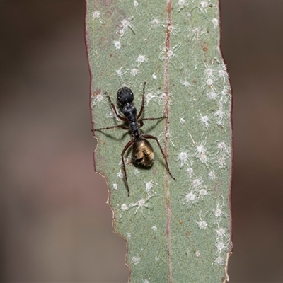 Glycaspis sp. (genus) at Bruce, ACT - 15 Oct 2024 by AlisonMilton