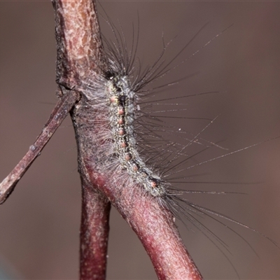 Anestia (genus) (A tiger moth) at Bruce, ACT - 15 Oct 2024 by AlisonMilton