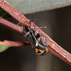 Eurymeloides pulchra at Bruce, ACT - 16 Oct 2024 12:04 PM