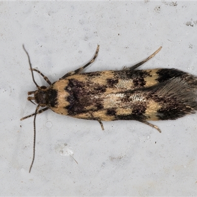 Barea codrella (A concealer moth) at Melba, ACT - 22 Oct 2024 by kasiaaus