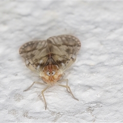 Saccharodite chrysonoe at Melba, ACT - 22 Oct 2024 11:26 PM