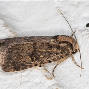 Proteuxoa provisional species 5 at Melba, ACT - 22 Oct 2024 11:29 PM