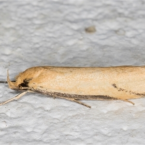 Philobota protecta at Melba, ACT - 22 Oct 2024