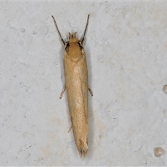 Philobota protecta at Melba, ACT - 22 Oct 2024 11:30 PM