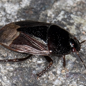 Adrisa sp. (genus) at Melba, ACT - 23 Oct 2024