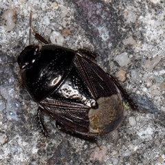 Adrisa sp. (genus) at Melba, ACT - 23 Oct 2024