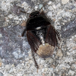 Adrisa sp. (genus) at Melba, ACT - 23 Oct 2024 05:48 PM