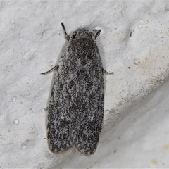 Agriophara (genus) (A Flat-bodied moth (Depressidae) at Melba, ACT - 23 Oct 2024 by kasiaaus