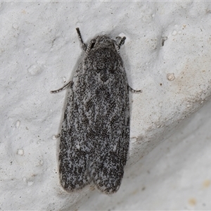 Agriophara (genus) at Melba, ACT - 23 Oct 2024 08:52 PM