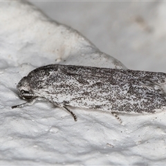 Agriophara (genus) at Melba, ACT - 23 Oct 2024