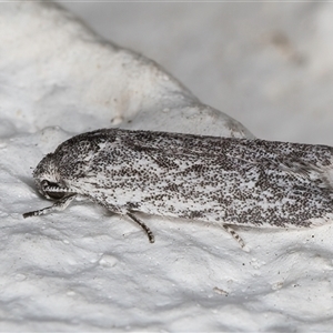 Agriophara (genus) at Melba, ACT - 23 Oct 2024 08:52 PM