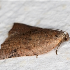 Anisogona notoplaga at Melba, ACT - 23 Oct 2024 08:52 PM