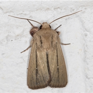 Leucania diatrecta at Melba, ACT - 23 Oct 2024 08:53 PM