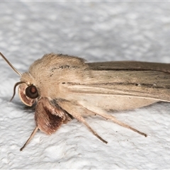 Leucania diatrecta at Melba, ACT - 23 Oct 2024 08:53 PM