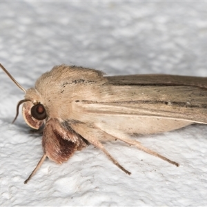 Leucania diatrecta at Melba, ACT - 23 Oct 2024 08:53 PM