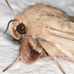 Leucania diatrecta at Melba, ACT - 23 Oct 2024 08:53 PM