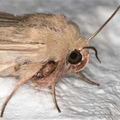 Leucania diatrecta at Melba, ACT - 23 Oct 2024 08:53 PM