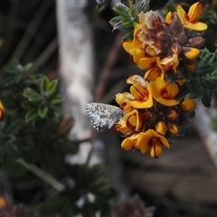 Theclinesthes serpentata (Saltbush Blue) at Booth, ACT - 16 Oct 2024 by RAllen