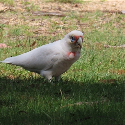 Cacatua tenuirostris (Long-billed Corella) at Greenway, ACT - 25 Oct 2024 by RodDeb