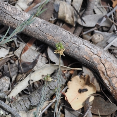 Linaria arvensis (Corn Toadflax) at Kenny, ACT - 17 Oct 2024 by RAllen