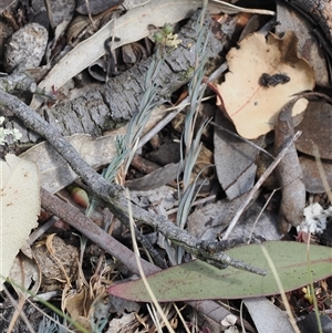 Linaria arvensis at Kenny, ACT - 17 Oct 2024