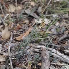 Linaria arvensis at Kenny, ACT - 17 Oct 2024