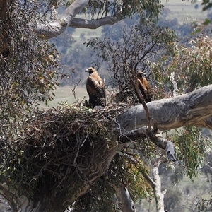 Aquila audax at Kenny, ACT - suppressed