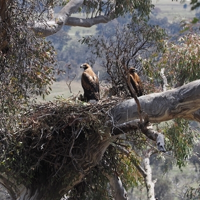 Aquila audax (Wedge-tailed Eagle) at Kenny, ACT - 17 Oct 2024 by RAllen