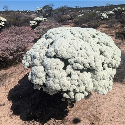 Unidentified Other Shrub at Kalbarri National Park, WA - 23 Oct 2024 by HelenCross