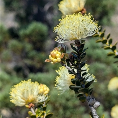 Melaleuca sp. at Kalbarri National Park, WA - 23 Oct 2024 by HelenCross