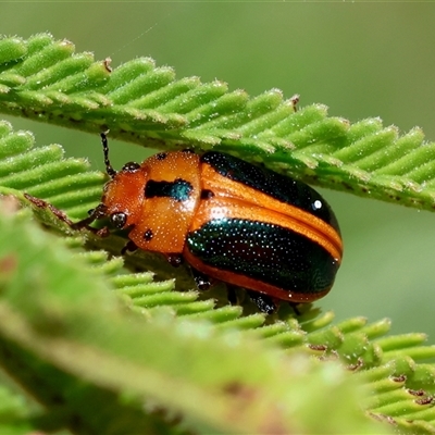 Calomela curtisi (Acacia leaf beetle) at Deakin, ACT - 25 Oct 2024 by LisaH