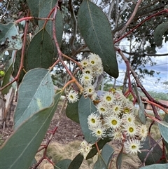 Eucalyptus sp. (A Gum Tree) at Curtin, ACT - 25 Oct 2024 by Hejor1