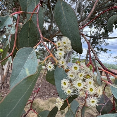 Eucalyptus sp. (A Gum Tree) at Curtin, ACT - 25 Oct 2024 by Hejor1