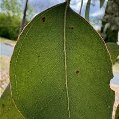 Eucalyptus sp. at Curtin, ACT - 25 Oct 2024 02:59 PM