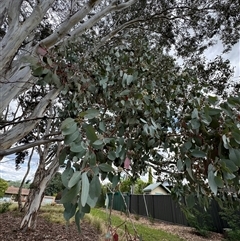 Eucalyptus sp. at Curtin, ACT - 25 Oct 2024 02:59 PM