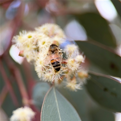 Apis mellifera (European honey bee) at Curtin, ACT - 25 Oct 2024 by Hejor1