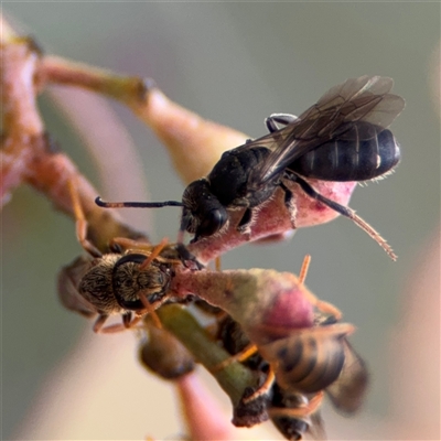 Euryglossa adelaidae (A native bee) at Curtin, ACT - 25 Oct 2024 by Hejor1